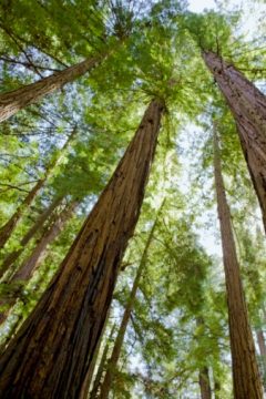 Giant redwood trees, Felton, California